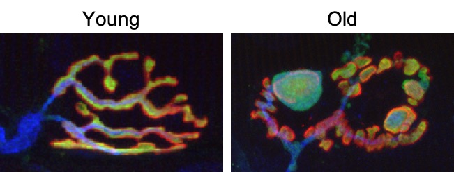 SYNAPSE FORMATION, STABILITY and REPAIR Image 1