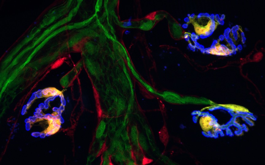 SYNAPSE FORMATION, STABILITY and REPAIR Image 2